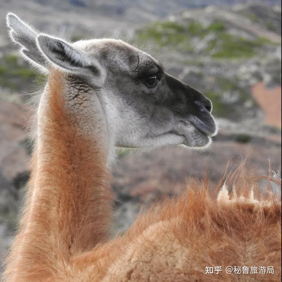 撸羊驼不完全指南 | 秘鲁神兽又双叒叕来啦