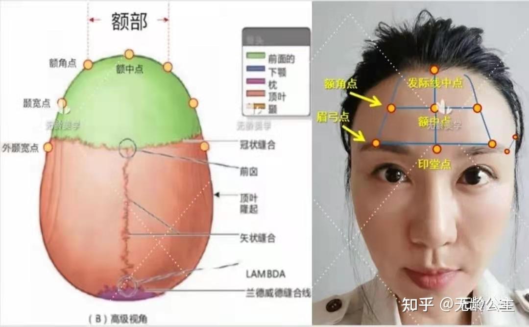 額骨正前方左右各有一個不平整的凸起,叫額結節,也可以稱為額角點.