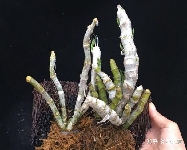 蛇木是桫椤科,桫椤属蕨类植物的气生根制成的,由于扭曲灰褐,颇似蛇类