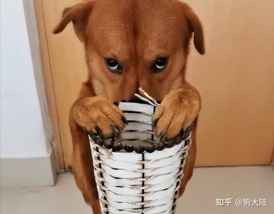 注意:"养狗"和"养猫"区别很大,别养错了! - 知乎