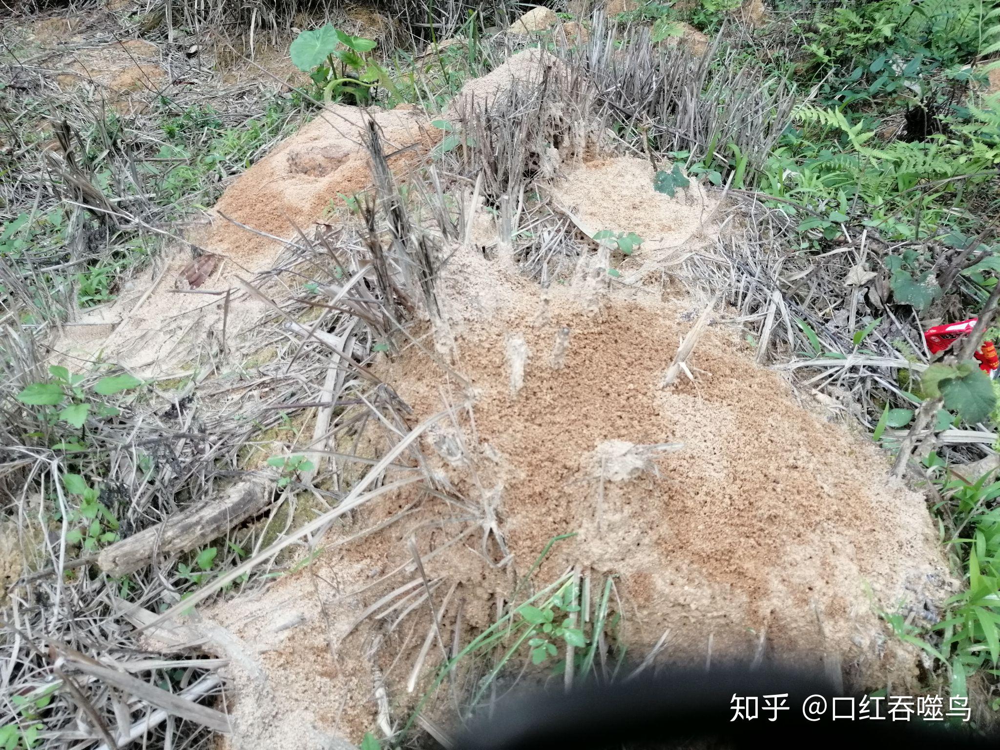 红火蚁入侵中国12省，一窝30万只，攻击人畜，毒性大|红火蚁|蚁后|工蚁_新浪新闻