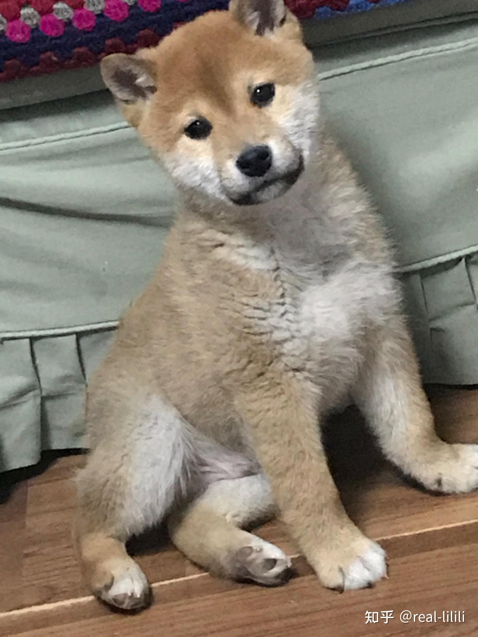 请朋友们帮我看看这只是纯柴犬吗?