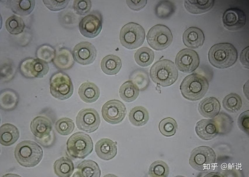 加州鲈常见寄生虫病纤毛虫类-车轮虫的治疗