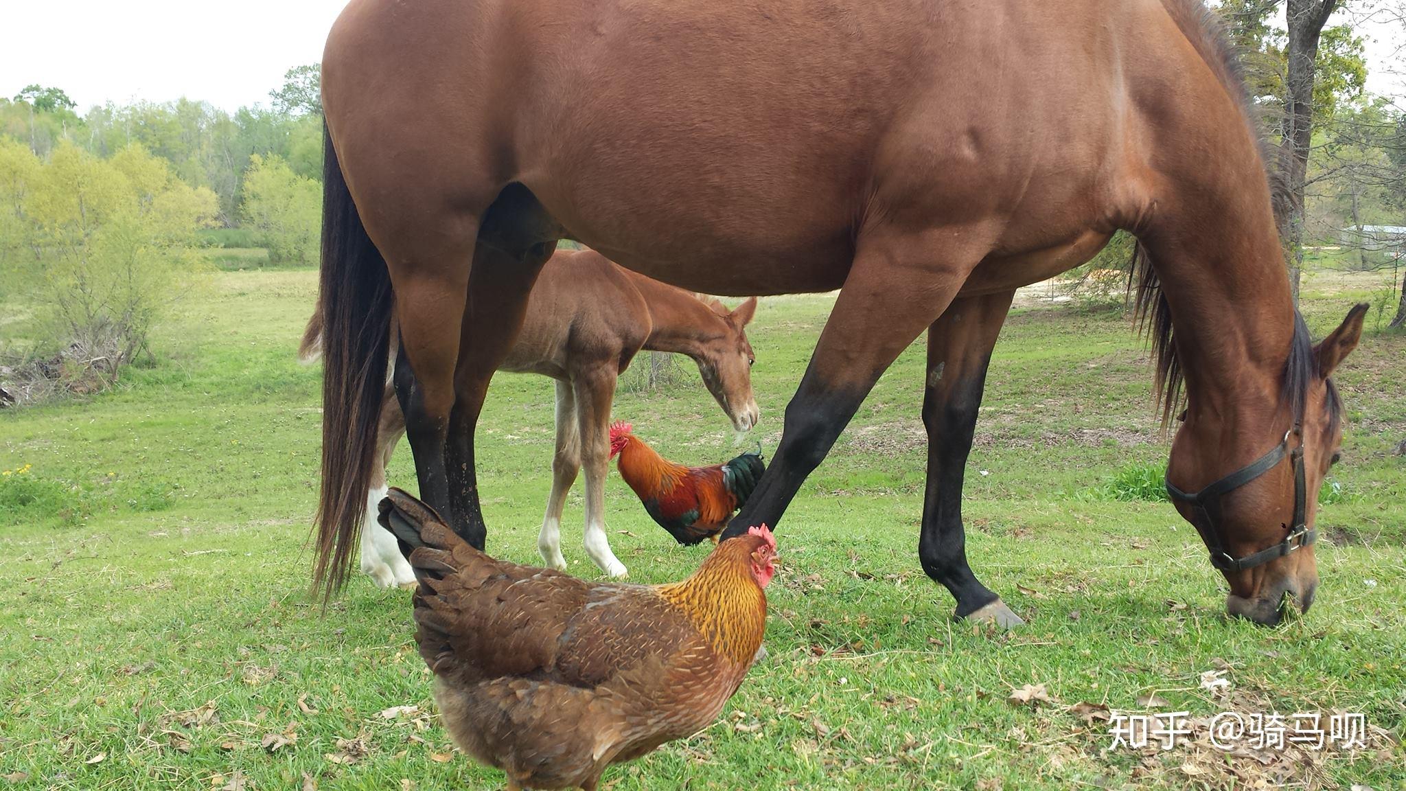 马和鸡牧场里也有cp组合