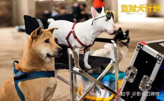 因为海报喜欢上这部电影监狱犬计划拯救狗狗也拯救自己