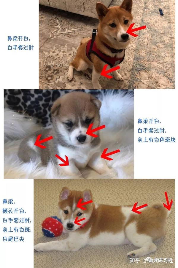 柴犬怎么看纯不纯 不纯的柴犬图片 桃丽网