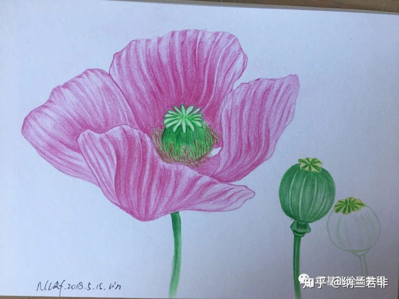 罂粟花手绘 彩铅图片