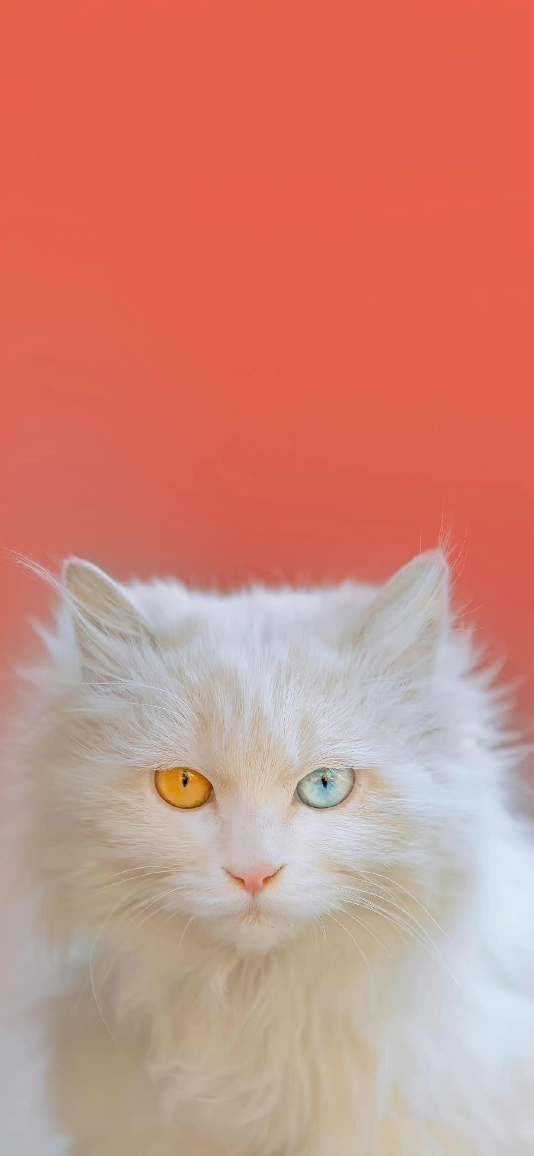 猫咪无水印壁纸 - 知乎