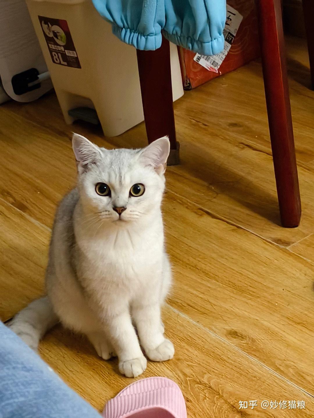 俗话说：“狗来富，猫来起大厝”，旺家的猫咪都有哪些特征？ - 知乎