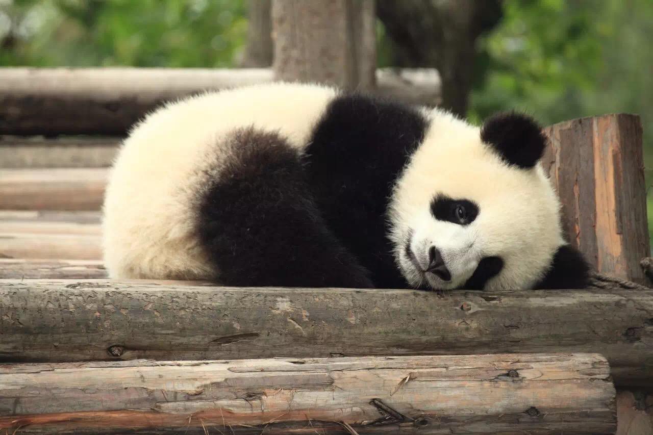 世界睡眠日，深圳野生动物园动物奇特睡姿很可爱_深圳新闻网