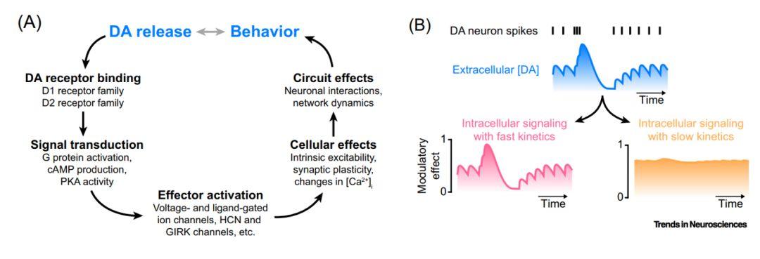 Trends in Neurosci综述:神奇的多巴胺 - 知乎