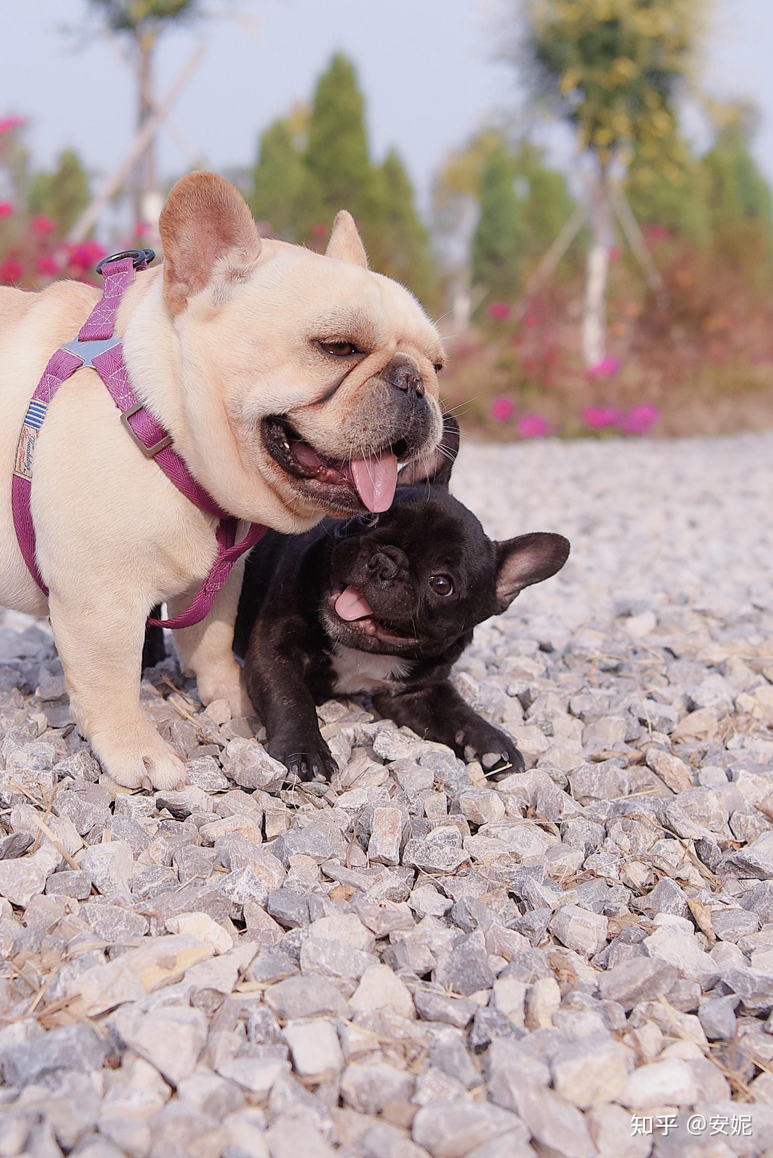 【法国斗牛犬】什么叫爆头?