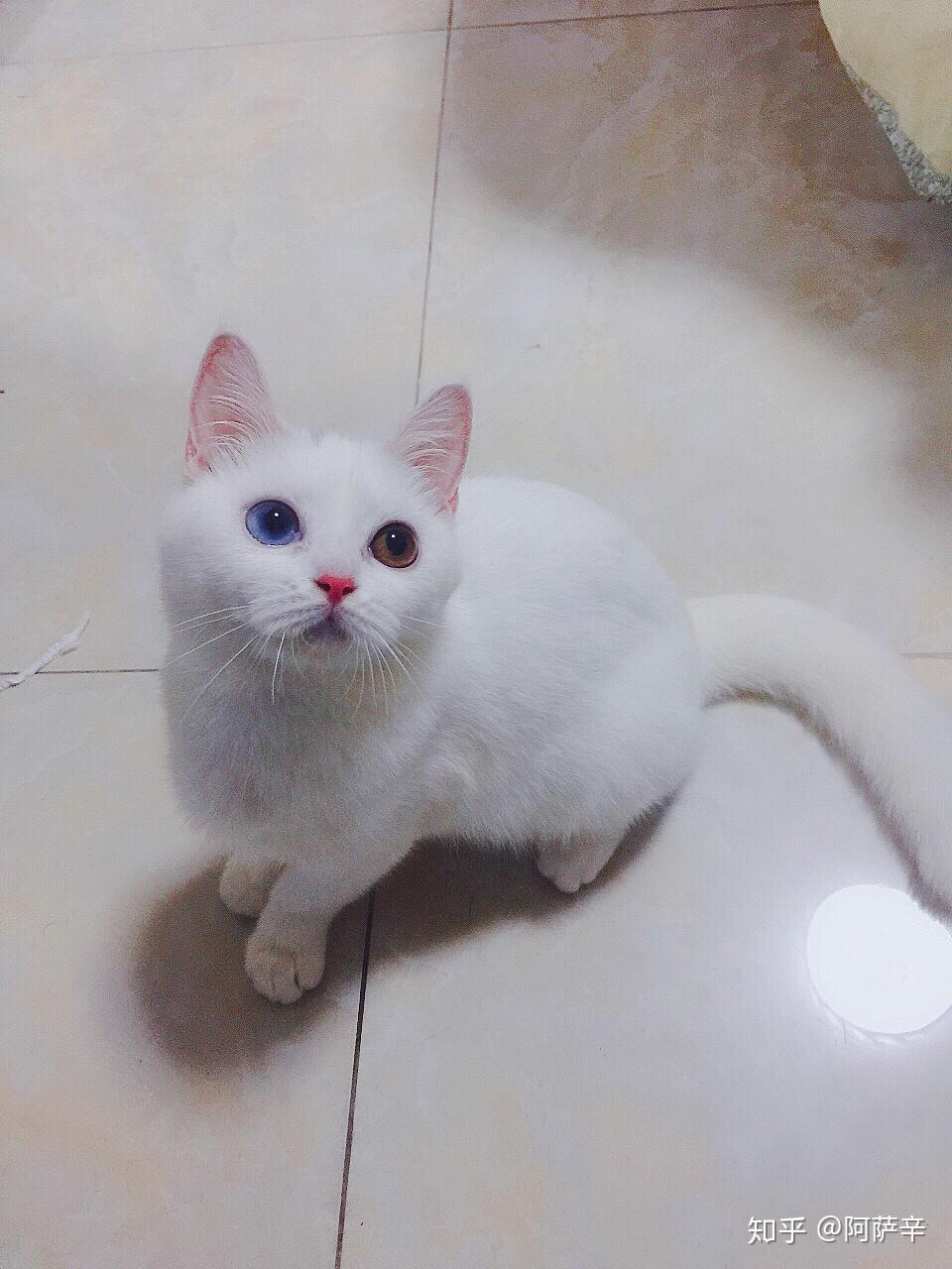 晒自家英短纯白异瞳猫