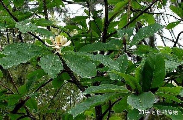 带你识别厚朴花 - 知乎