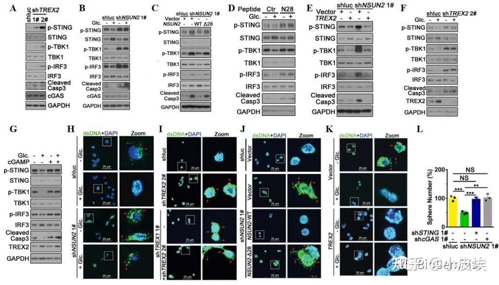 Cell Metabolism | 刷新认知：无需代谢！葡萄糖直接参与促癌信号转导 - 知乎