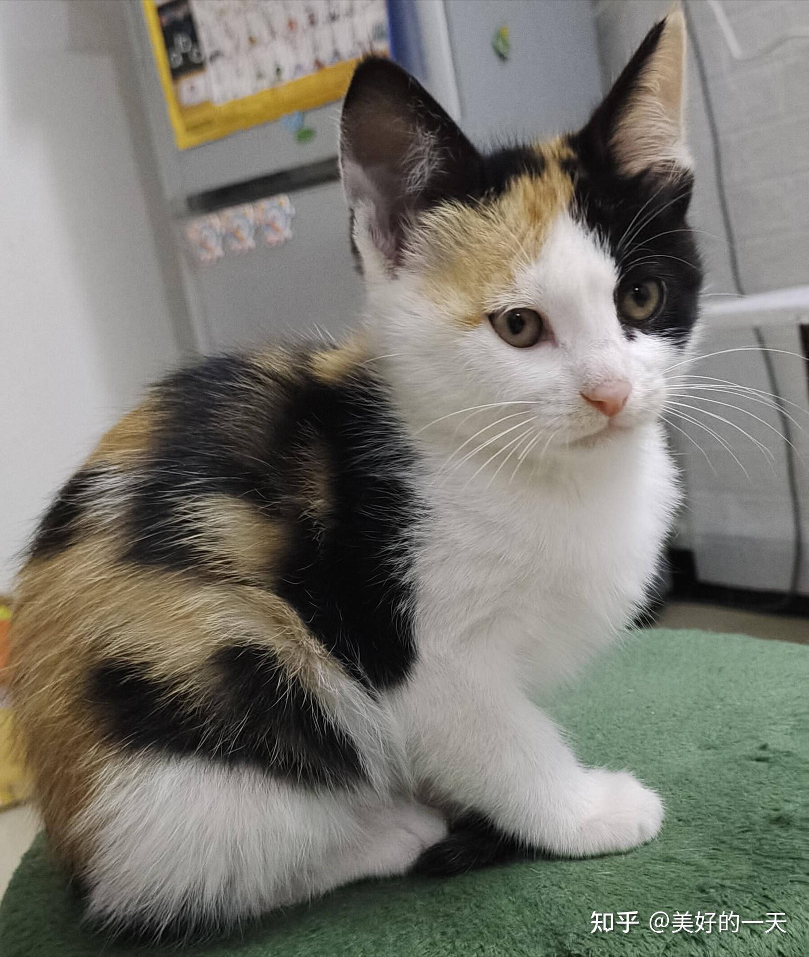 原来猫界的审美标准,“三花猫”才是第一大美女!
