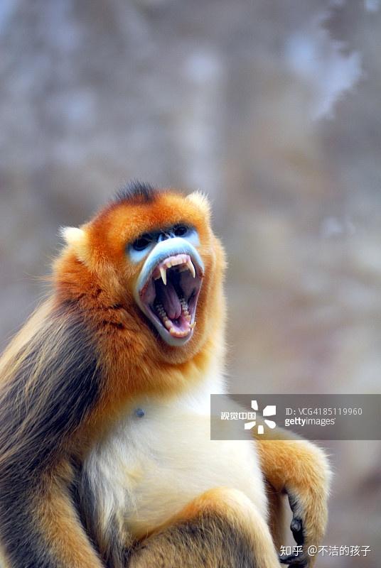 这货穿着衣服提着棍子怼你脸上当然吓人,但不呲牙的时候它长这样(别忘