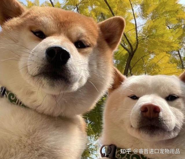 你家的狗子有这种习惯吗？ - 知乎