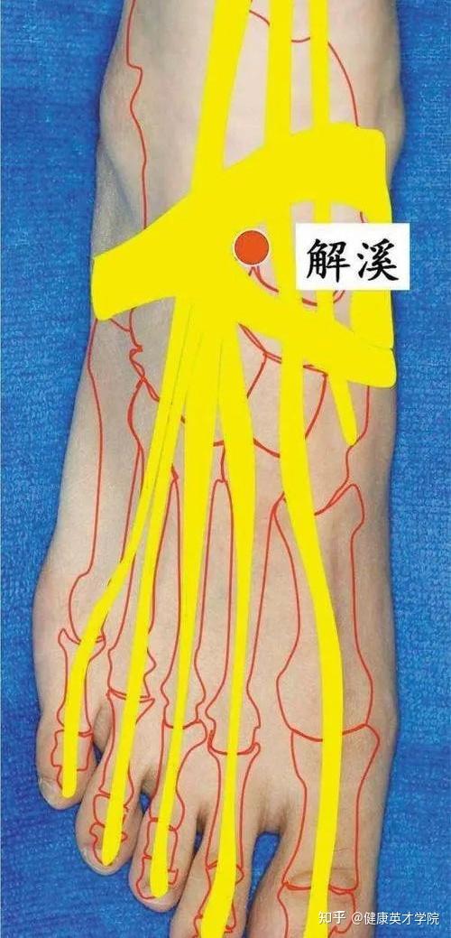足踝外侧的四个穴位，也是人体经络的四个要穴！ - 知乎