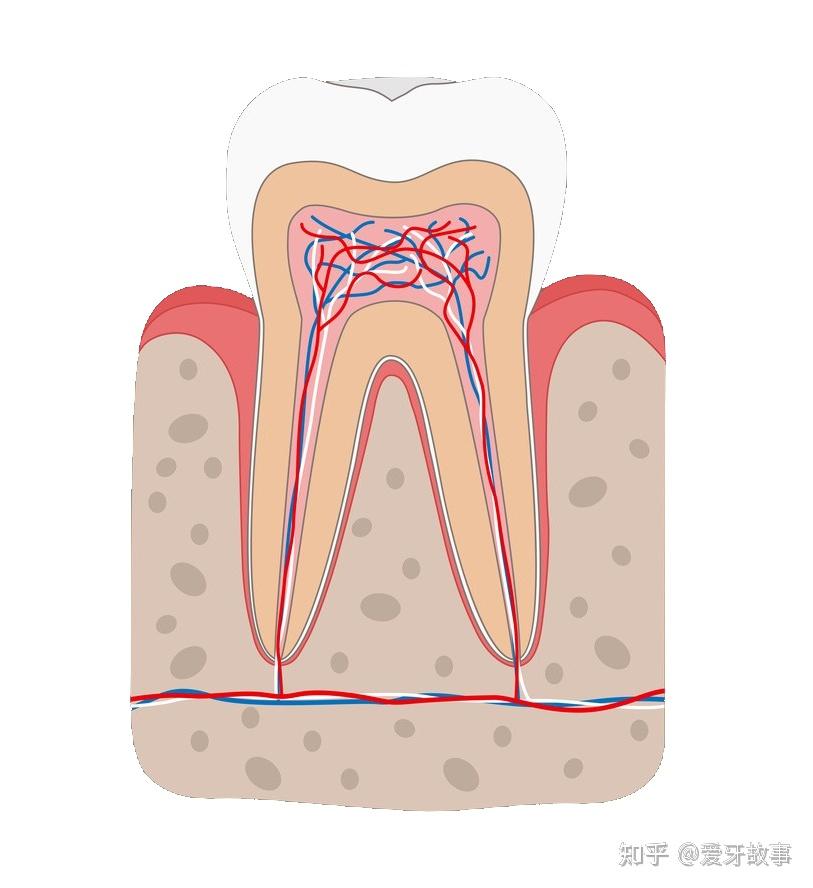 中间是牙本质