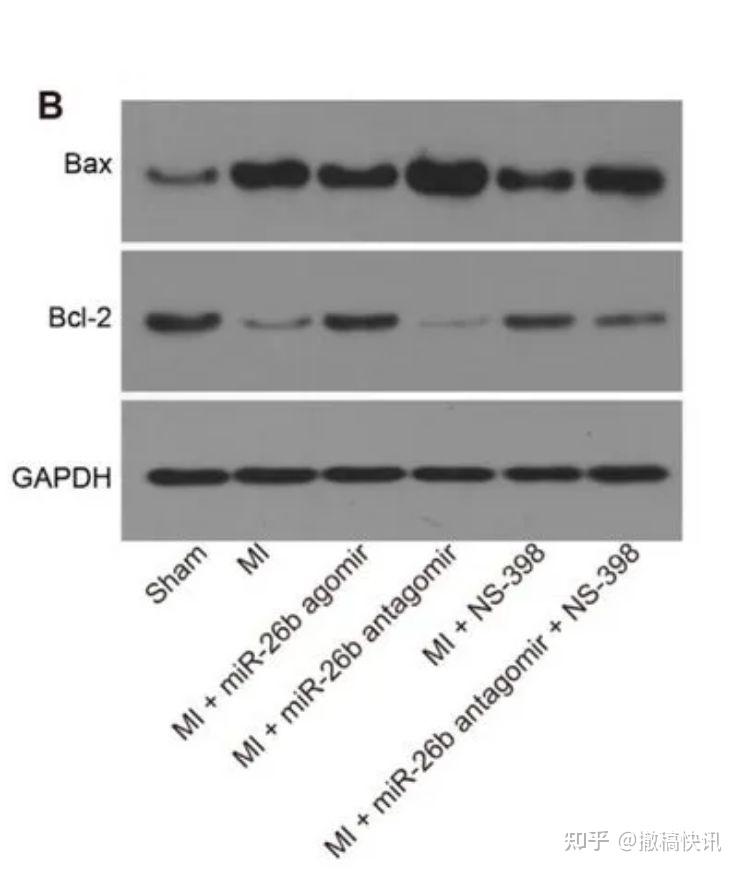 fig 3fig3c和fig4b中的western blot条带存疑,出现类似香肠形状条带