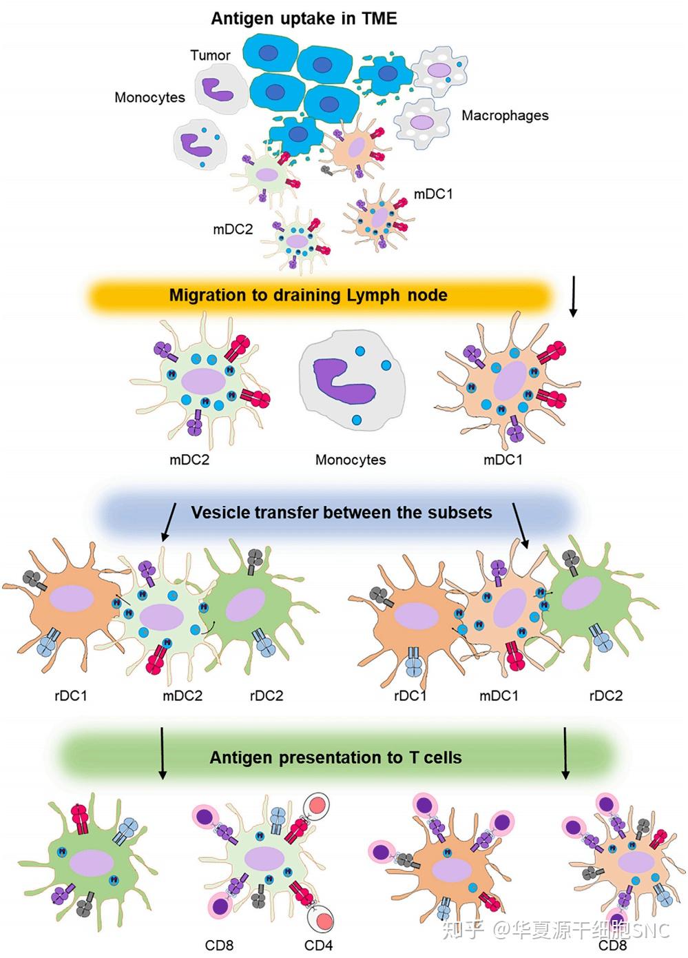 cell接力传递外泌体囊泡激活t细胞完成抗肿瘤免疫过程