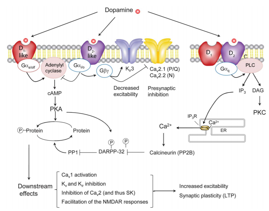 多巴胺受体类型