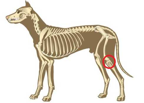 狗狗髌骨正常图图片