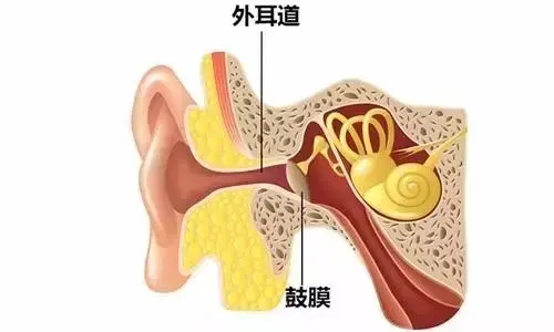 耳屎在耳朵的位置图图片