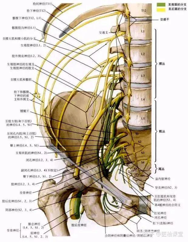 腿部神经系统分布图图片