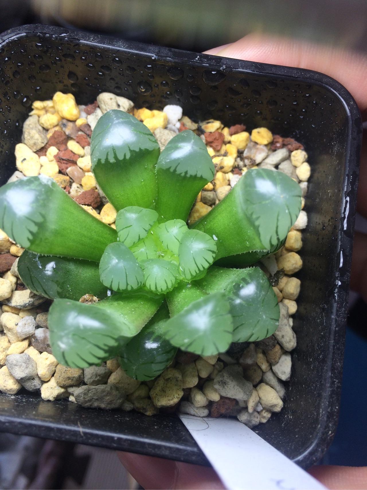 史上最名贵的多肉有哪些?