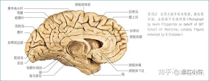 最佳推荐 | 高清详细的神经系统解剖学（全） - 知乎