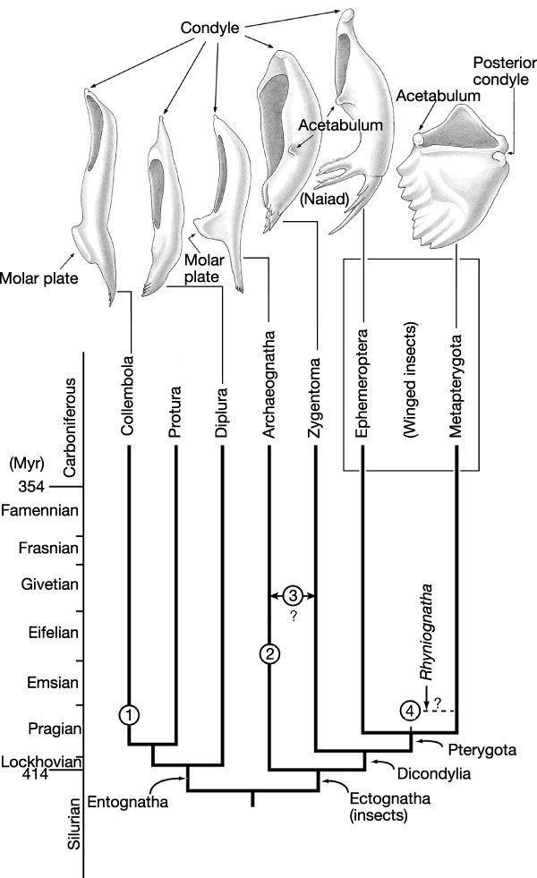 虫趣闻01最古老的昆虫竟然也要被雪藏