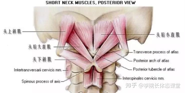 怎么瘦下颚线和脖子前倾 v2-f745dfe47dcc5085a2284b32efdd36b1_r.jpg