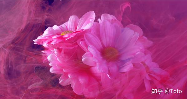 春天的花的名称和样子 各种花的图片和名字 100种白色花的名字和图片