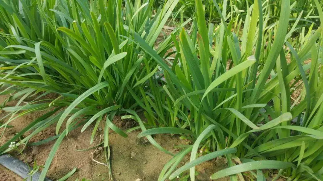 散户如何才能不被割韭菜