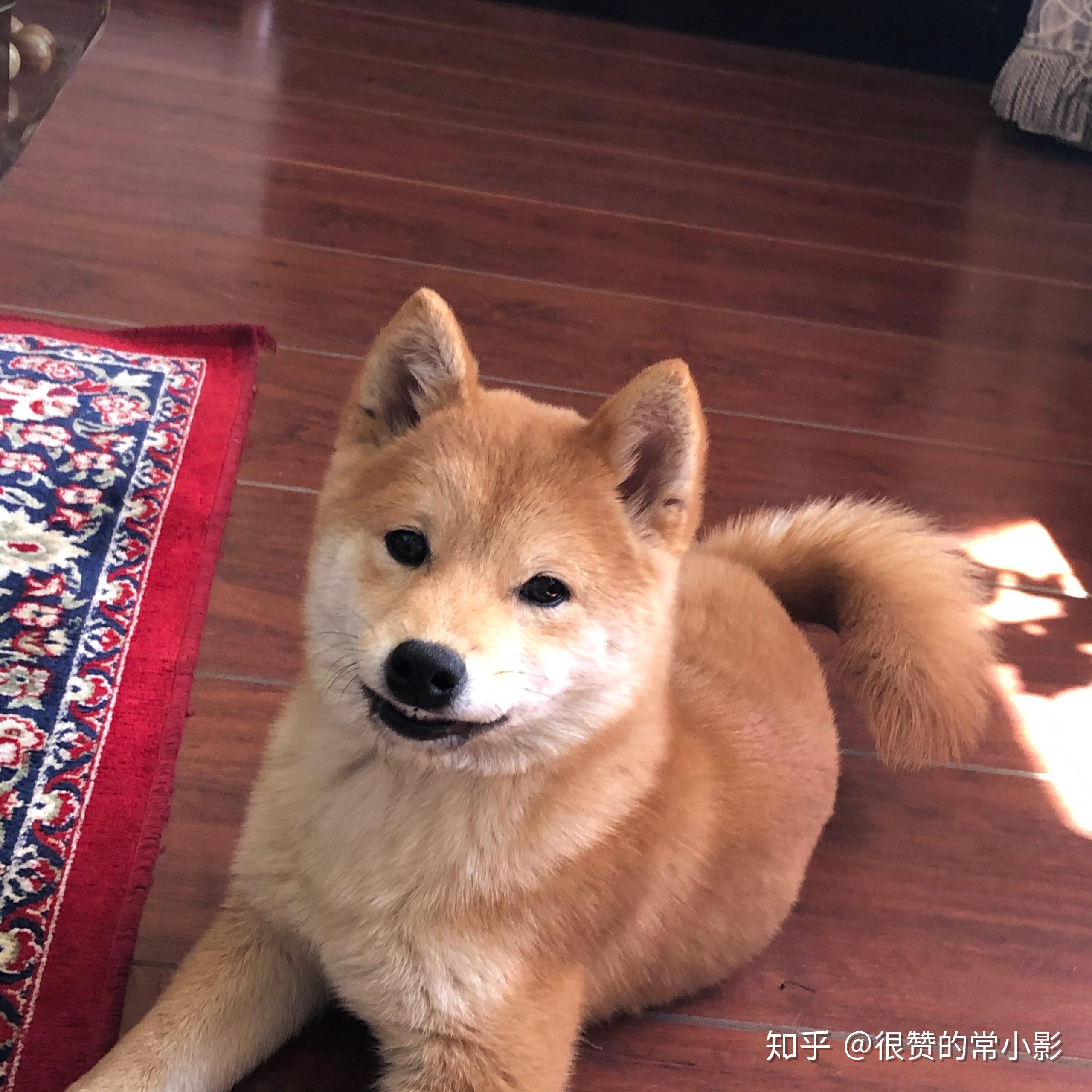 四个月的柴犬还长这个样子吗