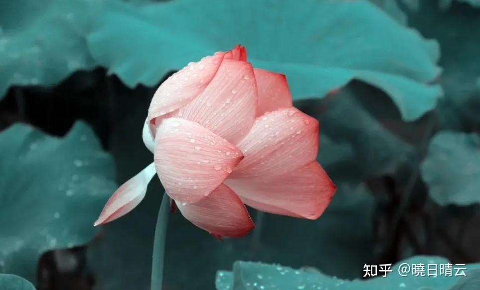 夏天，那些沾染着雨意的宋词丨诗词赏评（四） - 知乎