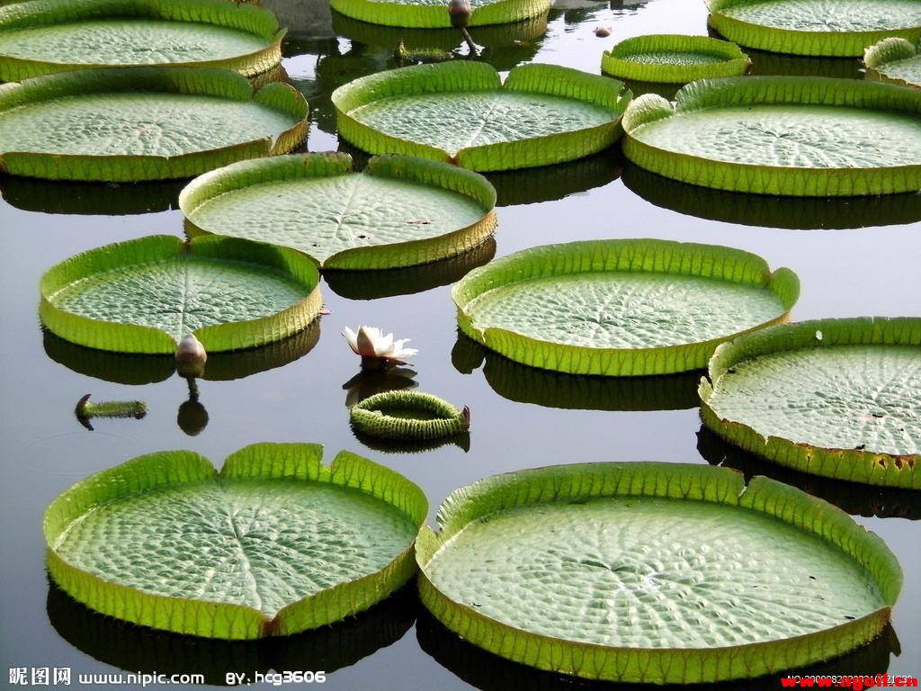 玉莲的叶子很奇特