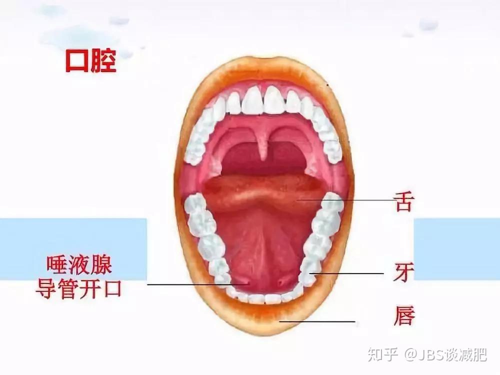 口腔具体位置解析图片图片