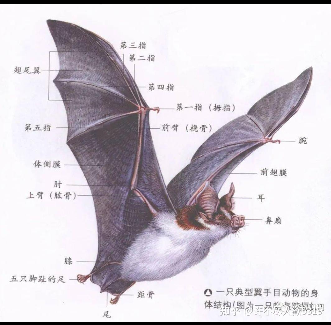 喜欢倒挂的蝙蝠