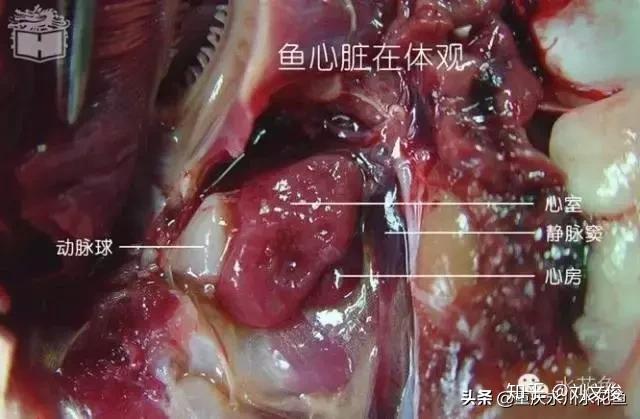 草鱼内脏解剖图图片