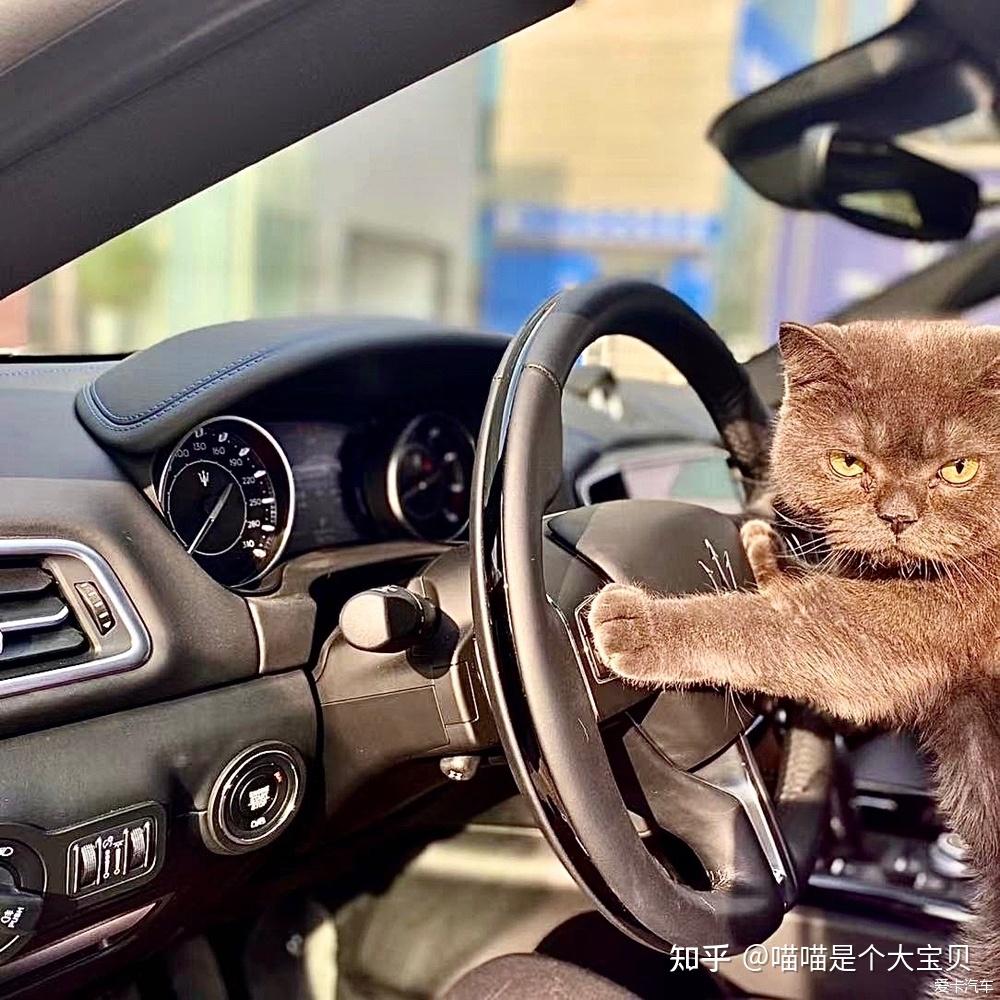 原来养猫的10大好处,难怪养猫的人越来越多了! - 知乎