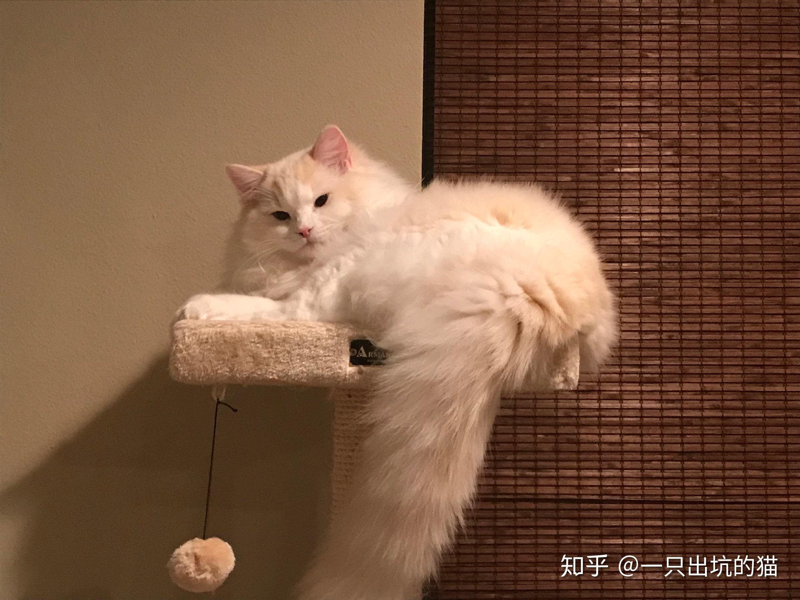 大家见过粗尾巴的猫嘛