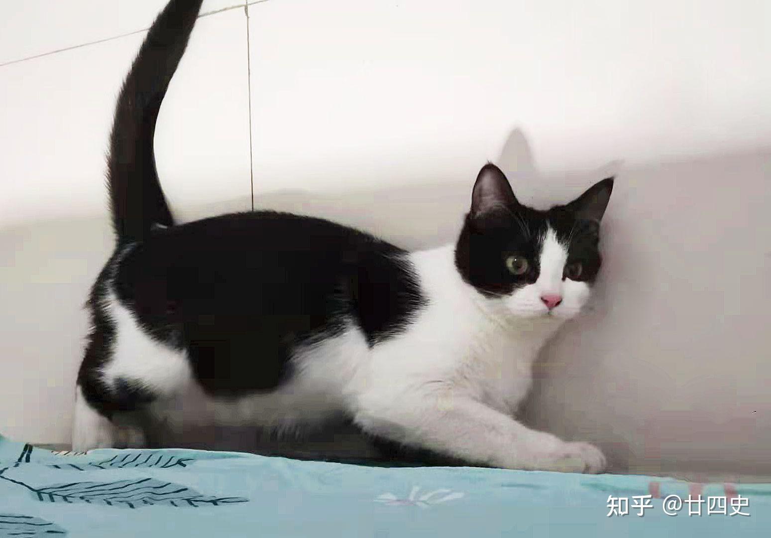 黑白色田园猫能有多好看