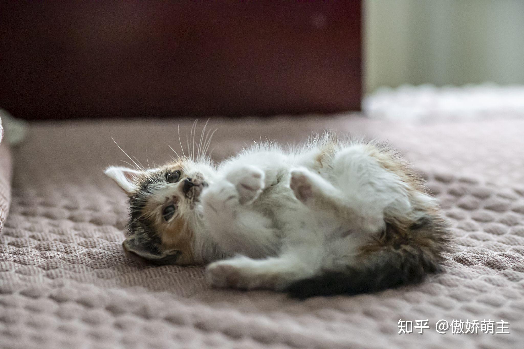 能看看你家猫咪的自拍照吗