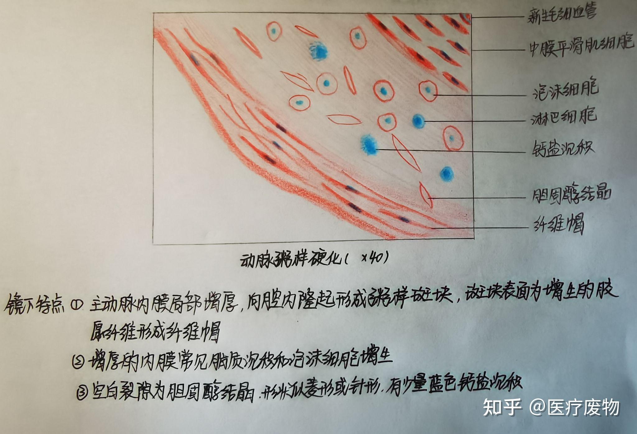 病理切片绘图 