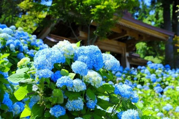 日本这些高颜值的紫阳花海 美得让人窒息 知乎