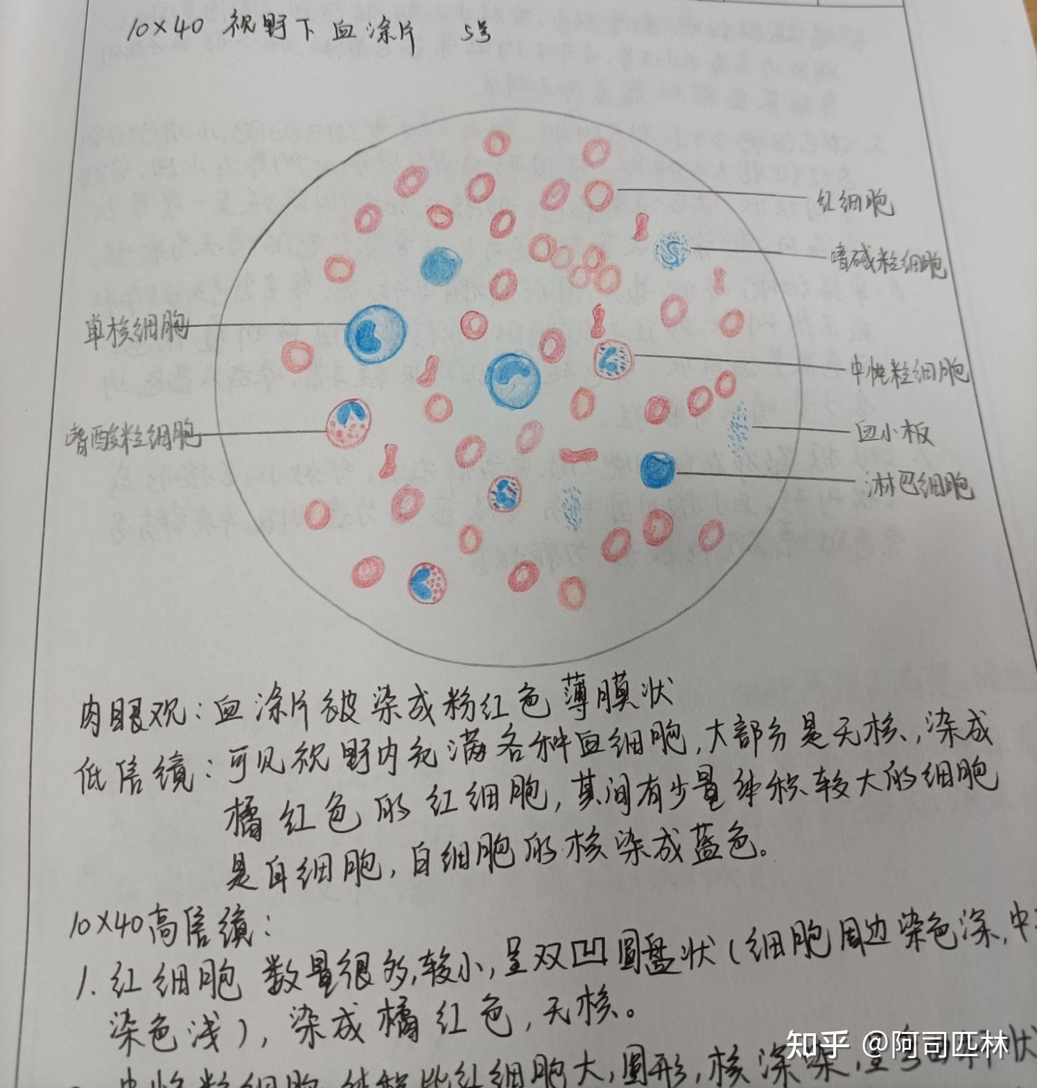 组胚实验报告册