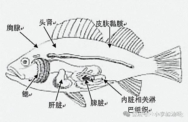 一,斑马鱼肝脏解剖结构小李加油呀 小李加油呀2024年11月04日 23:20